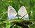 Photography reference: n°5063 <br> Rights-Managed Images <br> Please contact me for more information